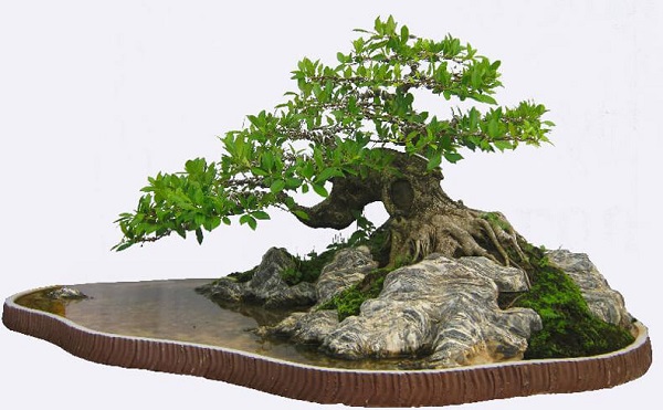 tang-sep-bonsai-tieucanh