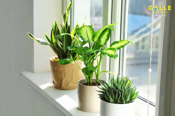 quà tết bố mẹ