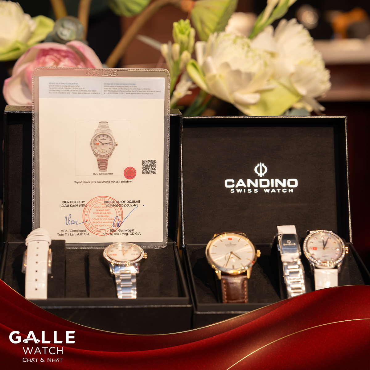 sự kiên ra mắt candino le