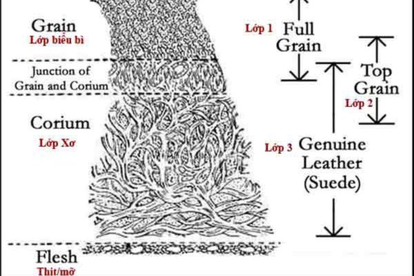 lớp Corium